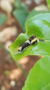 Image result for Elaeodendron schlechterianum