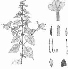 Image result for Barleria mackenii