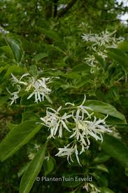 Image result for Chionanthus