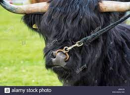 lange haare kuhe stockfotos und bilder kaufen alamy