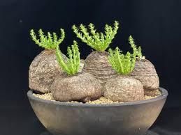 Image result for Thesium fanshawei