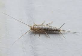 They feed on books, dead skin cells, and other starchy materials and thrive in dark, wet spaces. 5 Ways To Get Rid Of Silverfish Bugs How To Stop A Silverfish Infestation