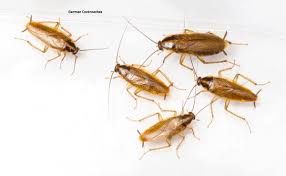 Local pest control service covering eastern pennsylvania. Cockroaches Pest Control Services Manchester Exterminators Uk