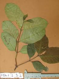 Image result for Funtumia africana