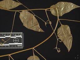 Image result for Schwenckia