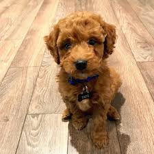 4 month old male puppy for sale (fnt > flint michigan) pic hide this posting restore restore this posting. Golden Doodle For Adoption Home Facebook