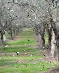 Olivr Grove Olive Tree Olive Harvest Olive Gardens