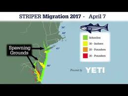 Striper Migration 2017 In Review