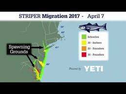 striper migration 2017 in review