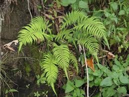 Image result for Christella hispidula