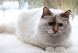 Birman Calico Tortie Cat Breed