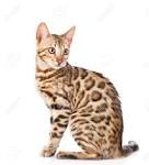 Bengal Cats and Kittens - The Most Reputable Bengal Breeder