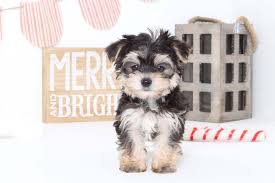 We did not find results for: Puppies For Sale In Florida And Nationwide Puppies Online Puppies For Sale Morkie Puppies Puppies
