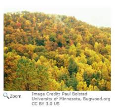 Maybe you would like to learn more about one of these? Temperate Deciduous Forests Natureworks