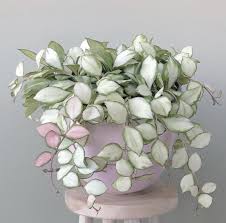 Common names differ widely from place to place. 135 Best Latin Names For Days Ideas In 2021 Planting Flowers Plants Garden Plants