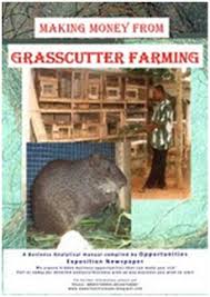 Making Money From Grasscutter Farming Steemit