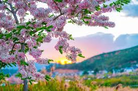 Image result for Cassia agnes