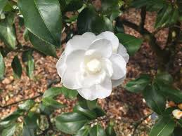 It blooms as early as may in some areas but generally waits until mid to late summer in south carolina. Year Round Plants For Zone 7 Climates Tips On Gardening In Zone 7 Year Round