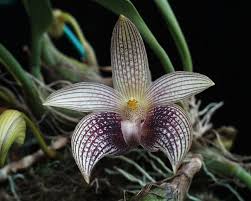 Image result for Bulbophyllum elliotii