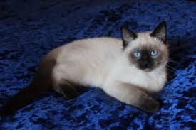 Whats included with your kitten you will receive a small bag of royal canin dry food for kittens and royal canin kitten food, a health record, and also. Siamese Kittens For Sale Balinese Kittens For Sale Home
