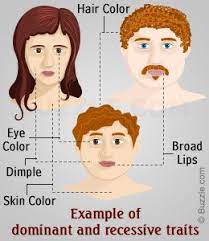 Dominant traits means the trait that is more likely to happen. Dominant And Recessive Traits In Humans Genetics Traits Genetics Activities Genetics Lesson