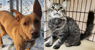 SHELTER SUNDAY: Meet Ginger (whippet mix) and Arthur (domestic medium hair  cat)