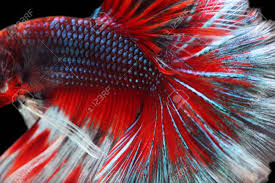 Locking pin back upgrade comes two locking pin backs, in addition to the default rubber backs. Close Up Of Betta Siamese Fighting Fish Betta Splendens Pla Kad Stock Photo Picture And Royalty Free Image Image 87297175
