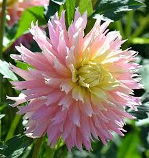 Ferncliff Cameo Dahlia Beautiful Flowers Dahlia Dahlia Flower