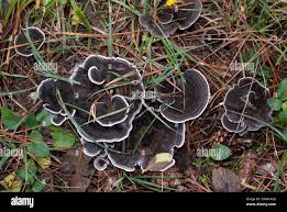 Image result for Phellodon niger