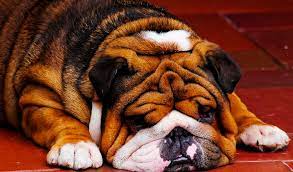 English bulldog puppies and dogs. Free Download Baby Wallpaper English Bulldog Puppies For Sale Image Animal Online 936x550 For Your Desktop Mobile Tablet Explore 50 Wallpaper For Sale Online Discount Wallpaper Wallpaper Outlets Wallpaper