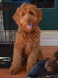 A bordoodle is the perfect combination of the world's two smartest dogs, the border collie and the poodle and is a great choice for people who like the attributes and intelligence of a border collie and is a registered blue merle border collie. Pin On Zerek S Wish
