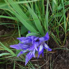 Image result for Babiana