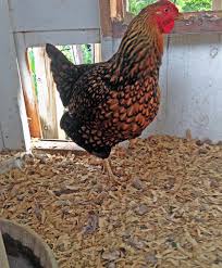 Maybe you would like to learn more about one of these? Using Manure In The Home Garden Wisconsin Horticulture