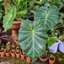 Image result for Remusatia