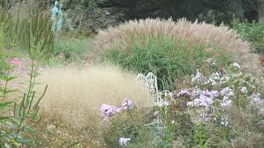 An ornamental grass that will add texture and interest to the garden or vase. Miscanthus Zwerg Elefant Sussex Prairies