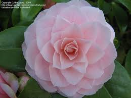 Plantfiles Pictures Common Camellia Japanese Camellia Pink Perfection Camellia Japonica 4 By Jaxflagardene Shade Flowers Showy Flowers Rock Garden Plants