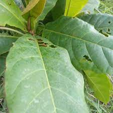 Daun ketapang untuk ikan cupang terkhusus daun ketapang kering dapat menghasilkan zat organik guna menurunkan kadar ph serta menyerap zat kimia dalam air. Pokok Ketapang Ph Air Aqurium Tanam Petik Bila Masa Shopee Malaysia