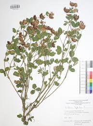 Image result for Argyrolobium macrophyllum