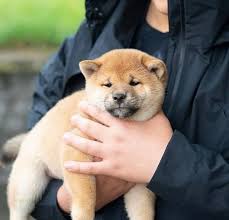 Shiba inu prices fluctuate based on many factors including where you live or how far you are willing to travel. Shiba Inu Puppies For Sale Shiba Inu Puppies For Sale Facebook