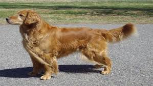 Check spelling or type a new query. Golden Retriever Skin Problems Golden Retrievers Training
