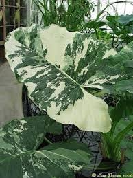 Variegated Odoro Alocasia Elephant Ear Plant Plants Elephant Ears Variegated Plants