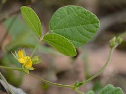 Image result for Rhynchosia procurrens