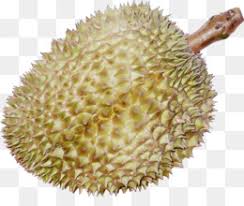 Gayamsari, semarang kota hari ini. Durian Png Free Download Durian Artocarpeae Fruit