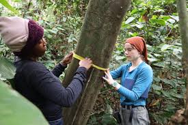 Image result for Gilbertiodendron dewevrei