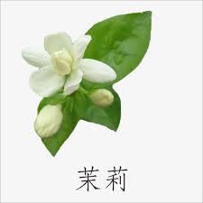 Jasmine Trendy Flowers Jasmine Flower Flower Drawing