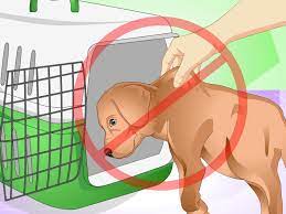 How to punish a puppy. 3 Ways To Discipline A New Puppy Wikihow