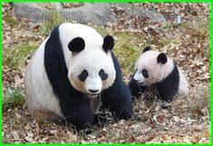 Hewan dan binatang lucu memang selalu berhasil untuk mengurangi rasa cemas dan stres pada manusia, bahkan itu hanya melihatnya melalui gambar. 240 Hewan Lucu Ideas In 2021 Animals Cute Animals Funny Animals