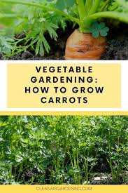 Use your fingers to remove all visible dirt and residue from the carrots. How To Grow Carrots Clean Air Gardening