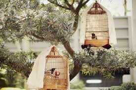 Think This Is The Birds Market Close To Where I Live Cage Oiseaux Photographie Idee