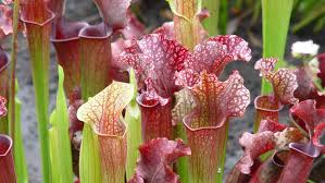 We did not find results for: Up Your Plant Game By Adding Carnivorous Plants To Your Home